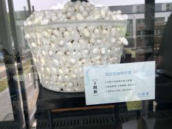 -太湖雪蚕桑文化园