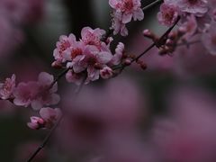 -秋霞圃