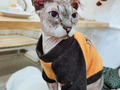 -共舞时光猫咖·狗咖(新街口店)