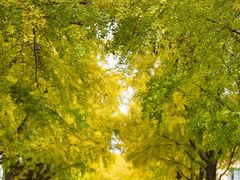 -三里屯东五街银杏大道