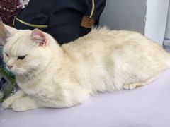 -喵的天空名猫咖啡馆·撸猫·猫舍·用品