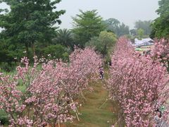 -天适樱花悠乐园