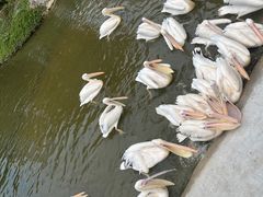 -深圳野生动物园