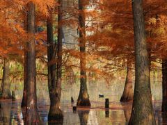 -白鹭湾湿地公园