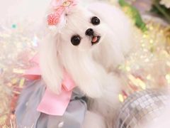 -萌宠之家·腊肠犬·马尔泰·小体犬舍