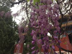 -北京国子监胡同