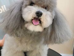 -momokira米努特·德文卷毛猫·棉花面纱犬
