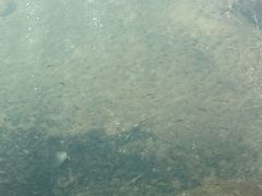 -广州白江湖森林公园