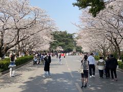 -武汉大学-樱园