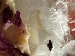 -王老大面(凤城六路店)