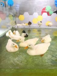 点击看大图 -七巧国萌宠乐园(龙湖天街店)