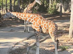 -清迈夜间动物园