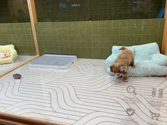 -帕帕拉兹宠物(亚洲旗舰店)