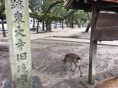 -奈良公园