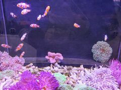 -大自然花鸟鱼虫市场