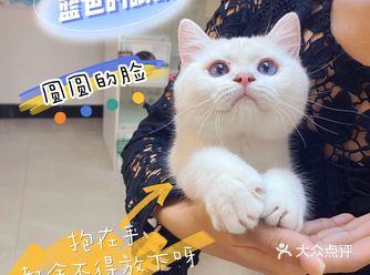 广州正规猫舍推荐|新手养猫康过来