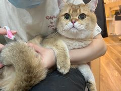 -猫大福·Fortune Cat猫舍(百子湾店)