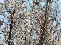 -桃花堤公园