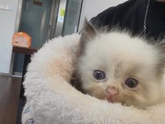 -楼上猫咖(罗湖店)