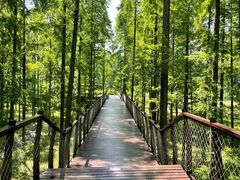 -黄海国家森林公园