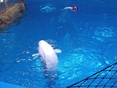 -海合安青岛极地海洋公园