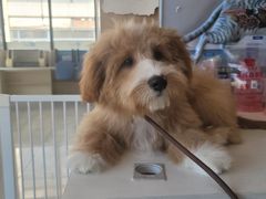 -宠颐生·恒爱宠物医院(静海店)