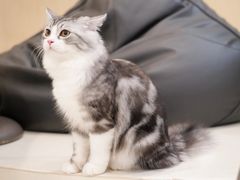 -飞行喵MR PILOT|猫舍·猫咖(静安大融城店)