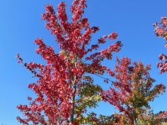 -泗洪洪泽湖湿地景区