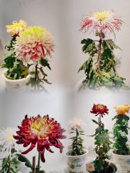 -一揽芳华汉服旗袍体验馆(拙政园店)