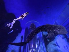 -成都浩海立方海洋公园