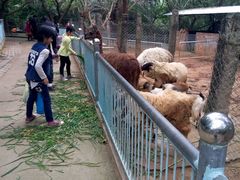 -广东茂名森林公园
