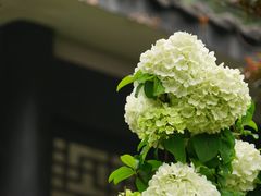 -重庆平顶山公园