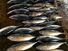 景点-尼甘布海鲜市场