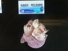 -贝壳梦幻世界