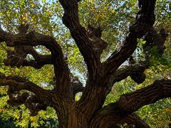 -墨尔本皇家植物园