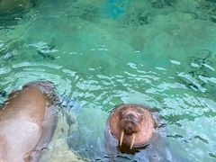 -珠海长隆海洋王国