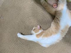 -吉丁鸟咖·异宠·寄养
