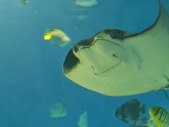 -海合安武汉极地海洋公园