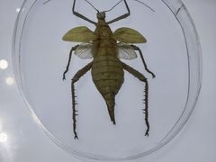 -上海昆虫博物馆