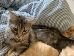 -猫大福·Fortune Cat猫舍(百子湾店)