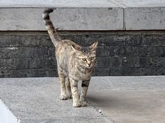 -西安大兴善寺
