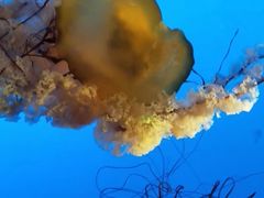 -太平洋海底世界