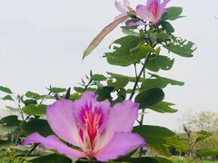 -海珠湖公园