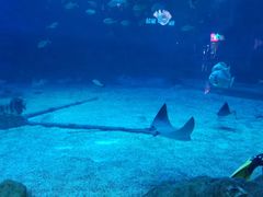 -烟台海昌鲸鲨海洋公园