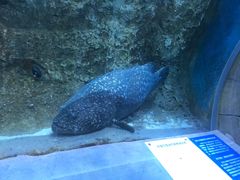 -芜湖新华联大白鲸海洋公园