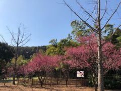 -苏州上方山国家森林公园