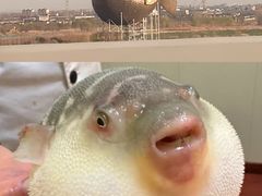 -长顺河豚馆(江洲东路)