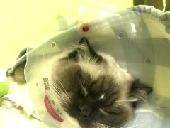 -瑞鹏宠物医院·爱宠堂·骨外专科(西荷分院)