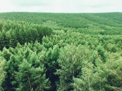 -塞罕坝国家级自然保护区