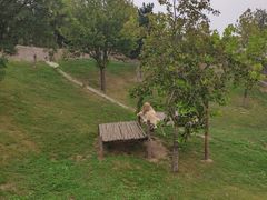 -西霞口神雕山野生动物世界